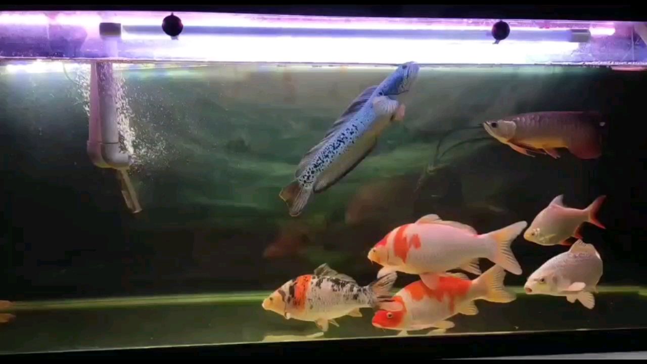 廈門水族館越看越喜歡