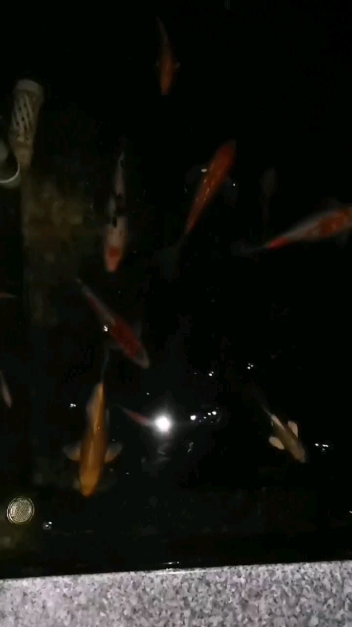 楚雄彝族自治州觀賞魚市場試試夜拍效果 觀賞魚市場（混養(yǎng)魚） 第2張