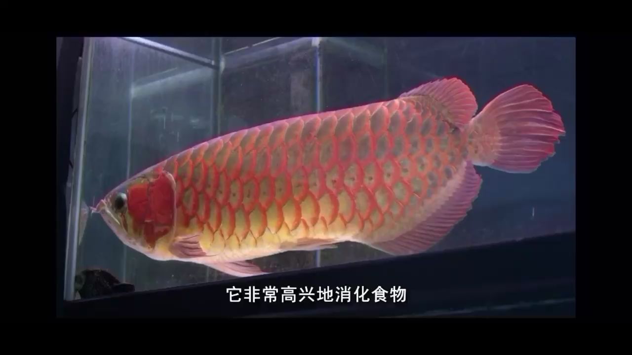 日本的龍魚真垃圾 定時器/自控系統(tǒng) 第2張