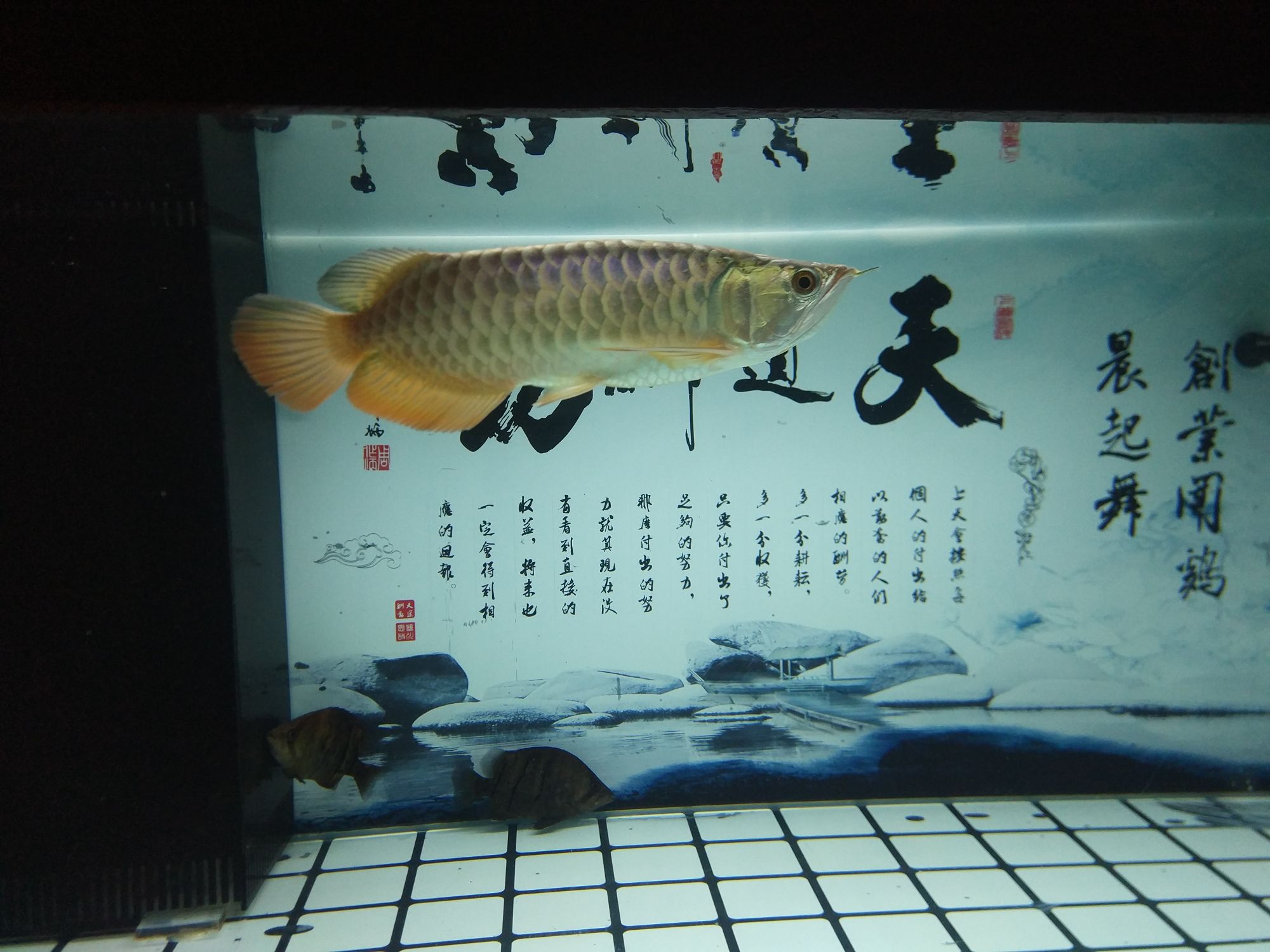 荊州水族館養(yǎng)了3月的通貨 二氧化碳設備 第3張