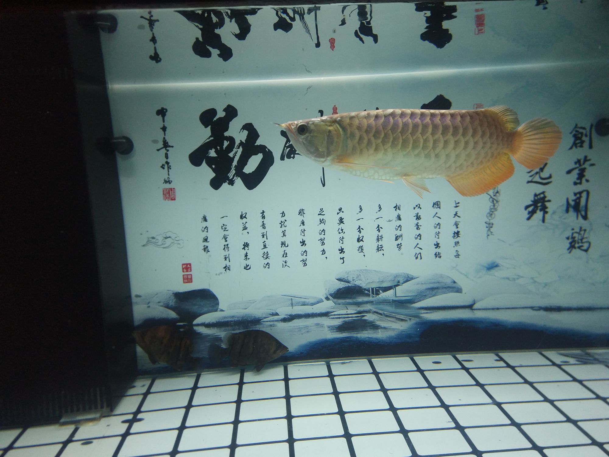 荊州水族館養(yǎng)了3月的通貨 二氧化碳設備 第4張