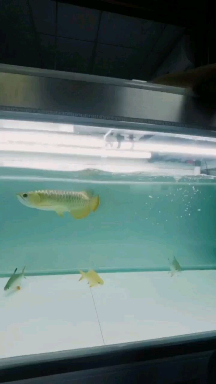 阜新水族館龍魚這英姿你喜歡嗎？