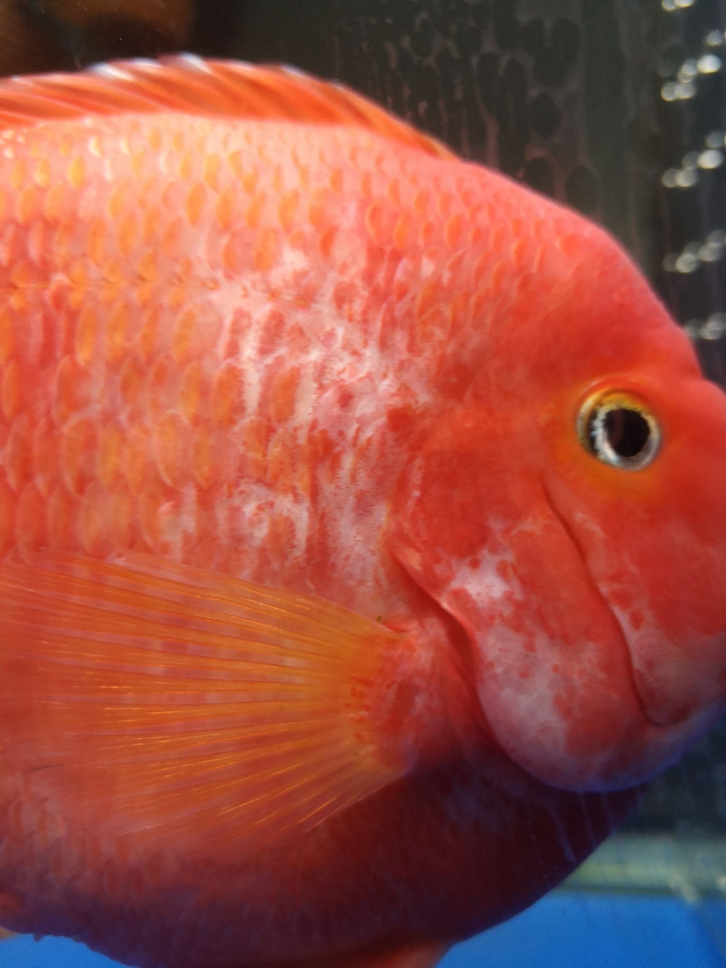 德陽水族館小白求助第一次養(yǎng)還請大神多多指教