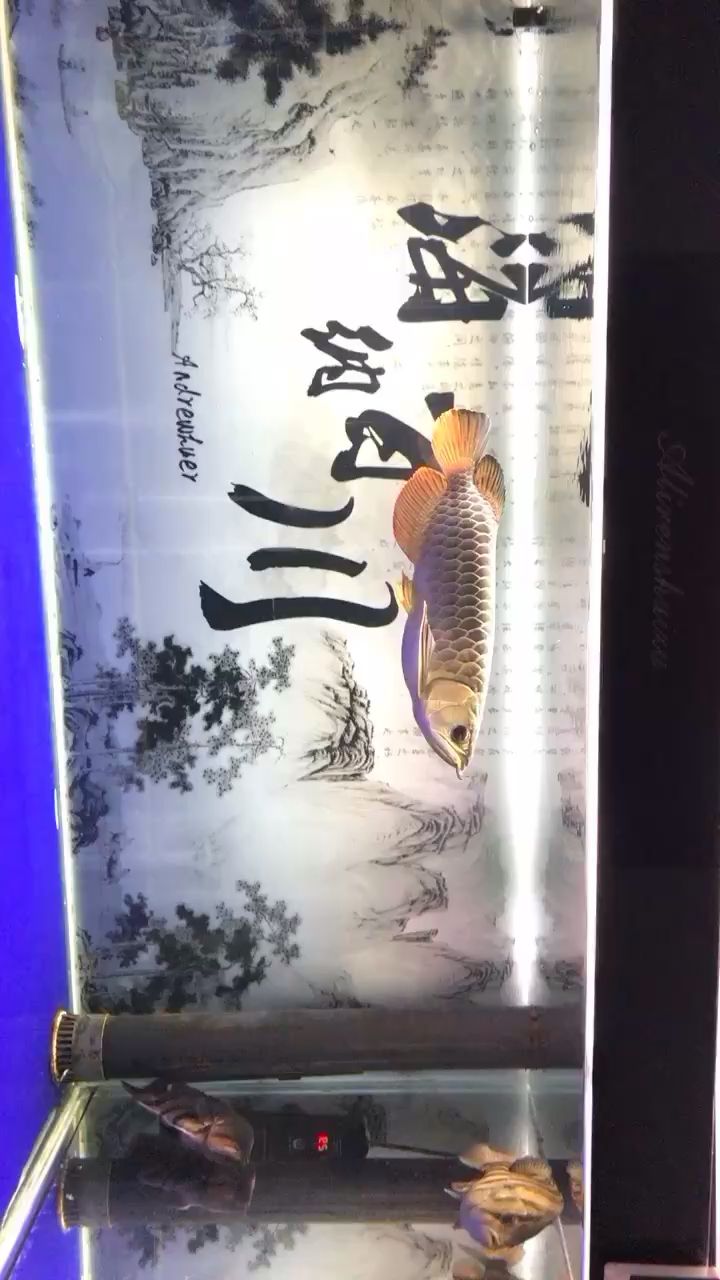 這小肚吃的鼓鼓的 大湖紅龍魚 第3張