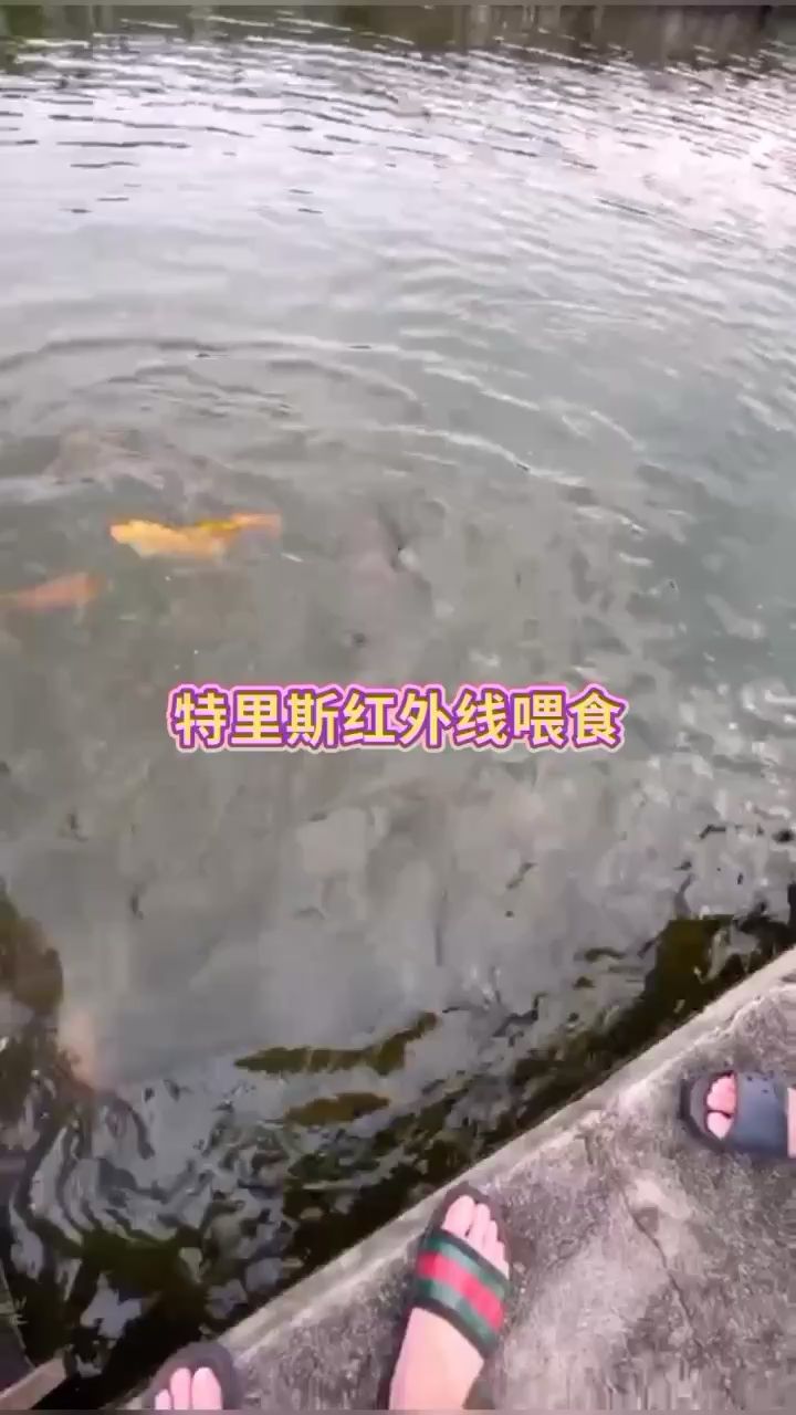 麗水水族館特里斯紅外線