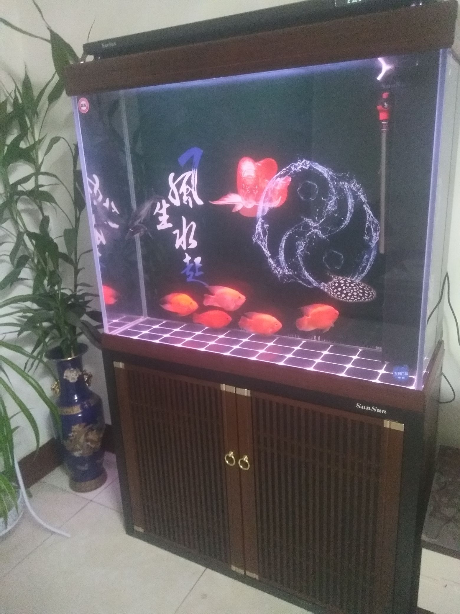 唐山觀賞魚市場需要加個氧氣泵嗎？ 觀賞魚市場（混養(yǎng)魚）