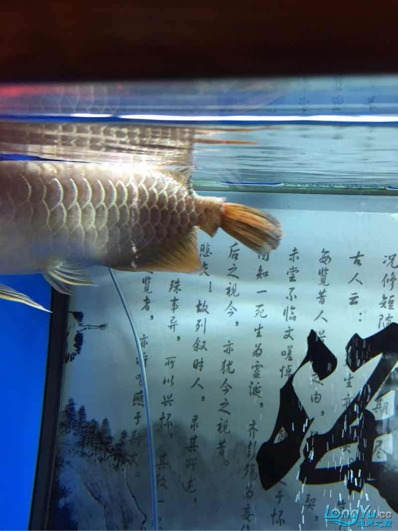 東營觀賞魚市場龍魚切尾沒全掉下來怎么辦？ 觀賞魚市場（混養(yǎng)魚） 第1張