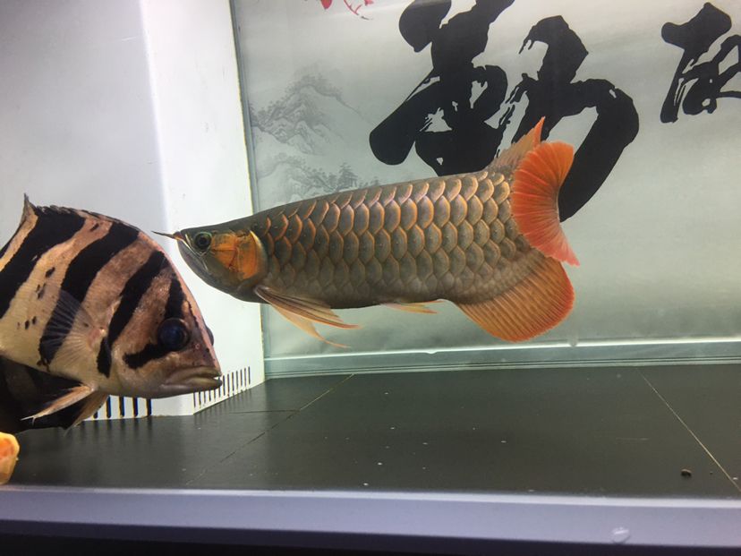 龍虎爭霸 觀賞魚 第3張