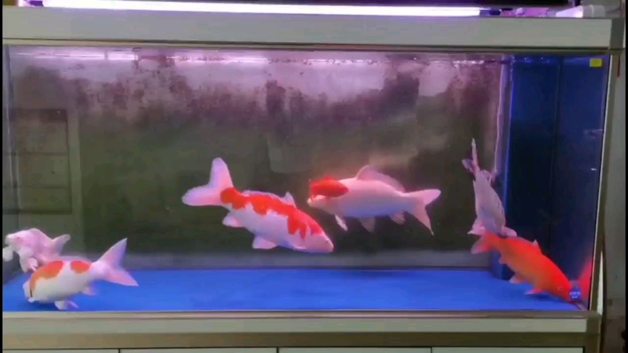 無錫水族館一條大魚長成的自我修養(yǎng) 朱巴利魚苗 第2張