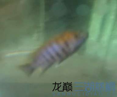 透露一個福建魚商奸商亂發(fā)貨騙錢賣的垃圾魚病魚 B級過背金龍魚 第12張