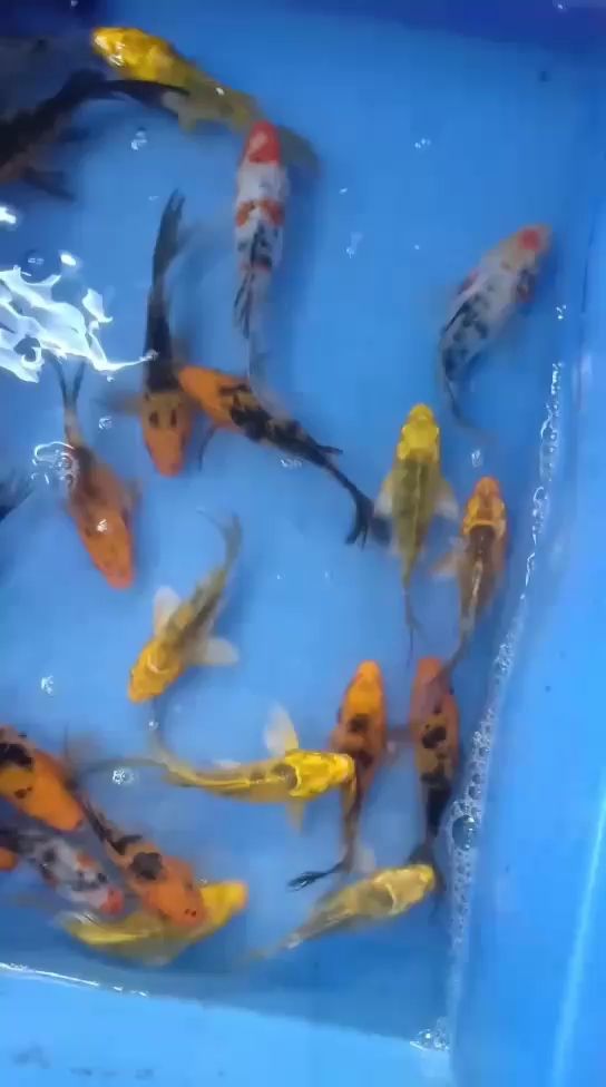 改良版新品 丹頂錦鯉魚 第2張