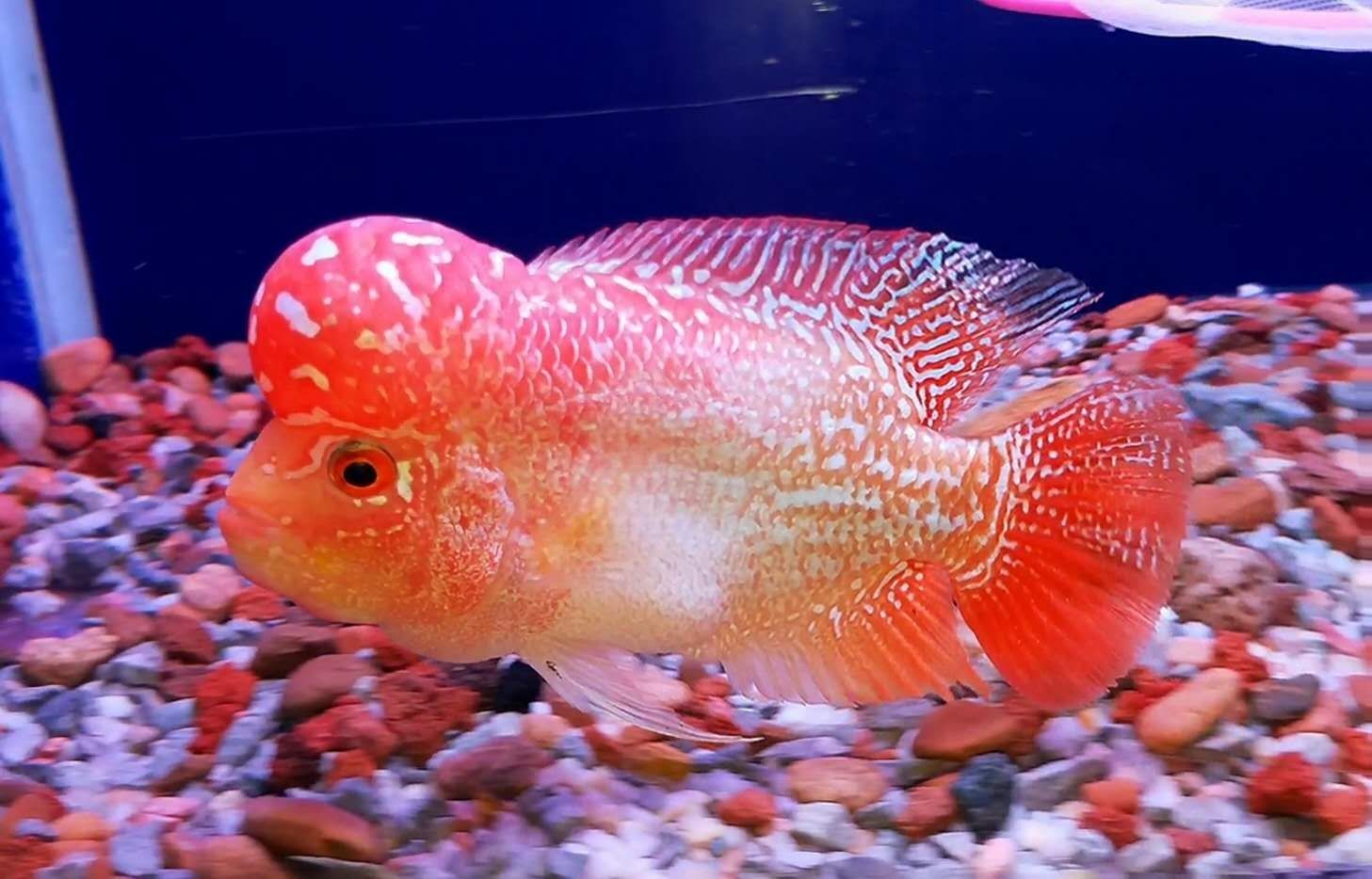 滁州水族館這是金鳳凰嗎？ 星點(diǎn)金龍魚 第4張