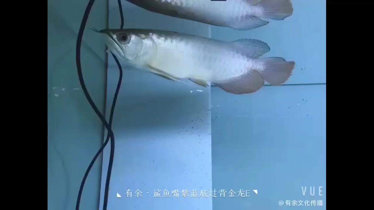 鯊魚(yú)嘴過(guò)背金龍 斑馬鴨嘴魚(yú) 第2張