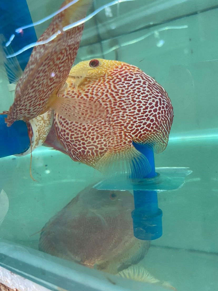 甘孜藏族自治州水族館白化豹蛇豹點