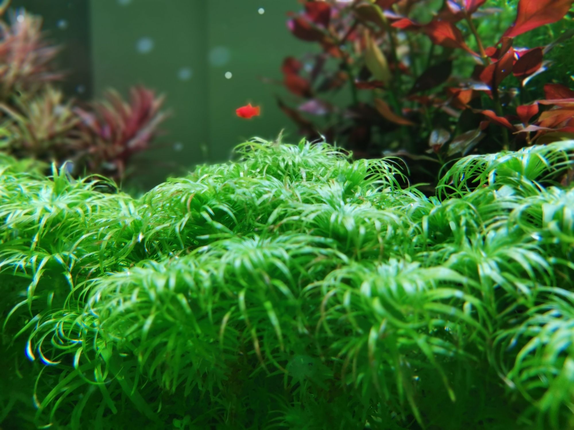 朔州水族館草缸2個(gè)月了荷蘭景真是費(fèi)腰布局簡(jiǎn)單 泰國(guó)虎魚 第6張