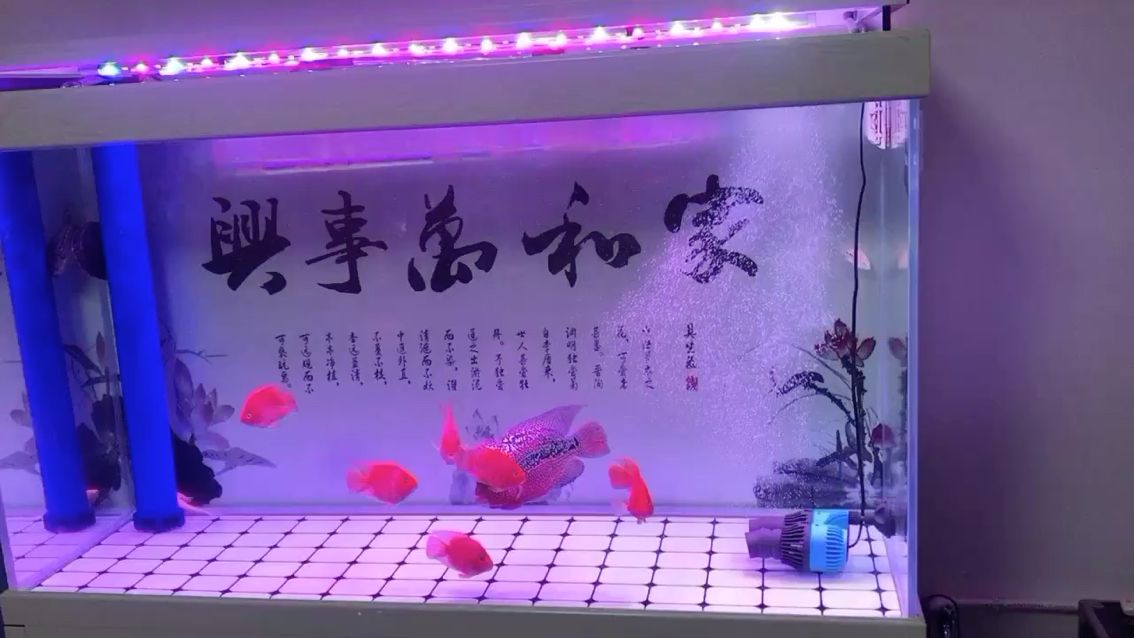 養(yǎng)了一年的泰金 祥龍龍魚專用水族燈 第2張