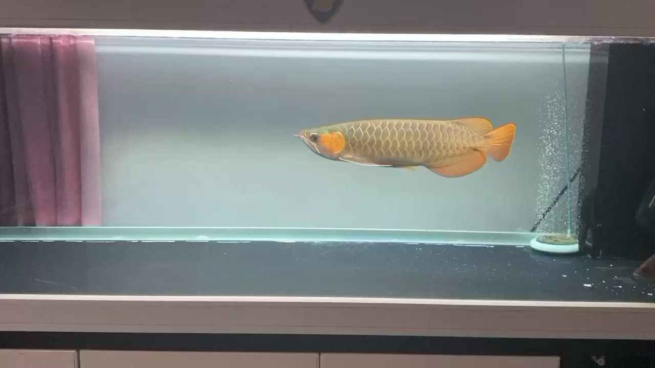 這就是生活 藍(lán)帆三間魚 第2張