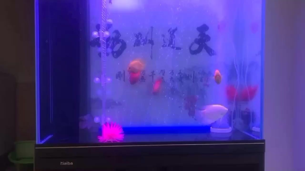 養(yǎng)魚(yú)也是一種生活 帝王迷宮魚(yú) 第1張