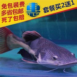 這魚品相乍樣算過背嗎？ 狗仔（招財貓)魚苗 第1張