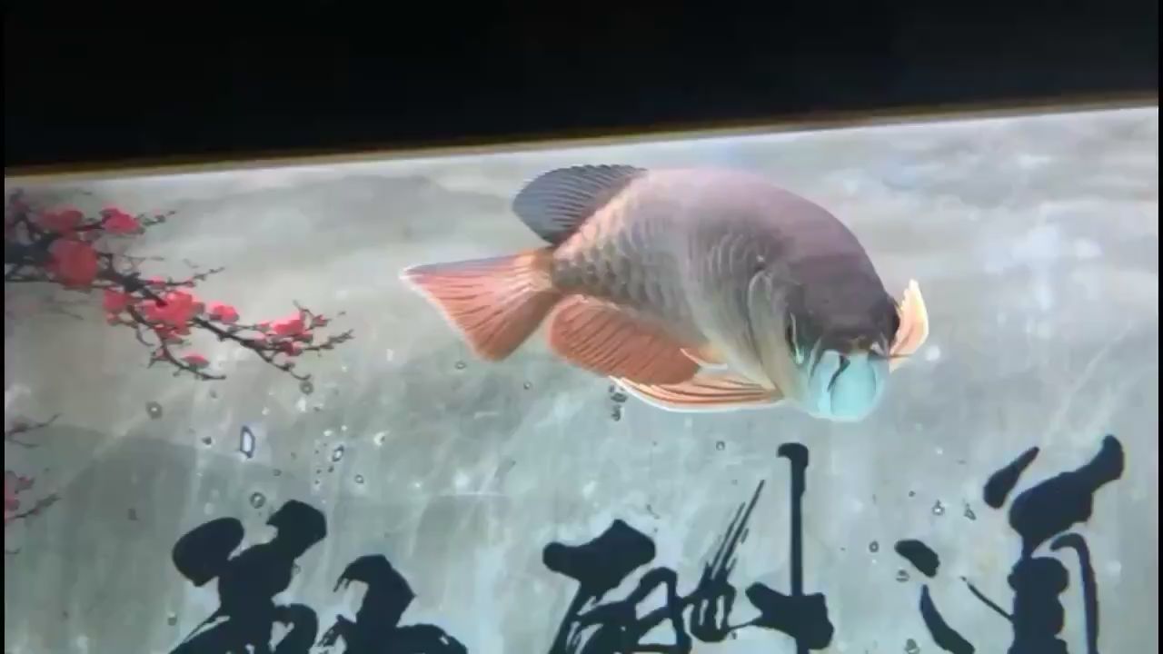 這魚(yú)品相乍樣算過(guò)背嗎？