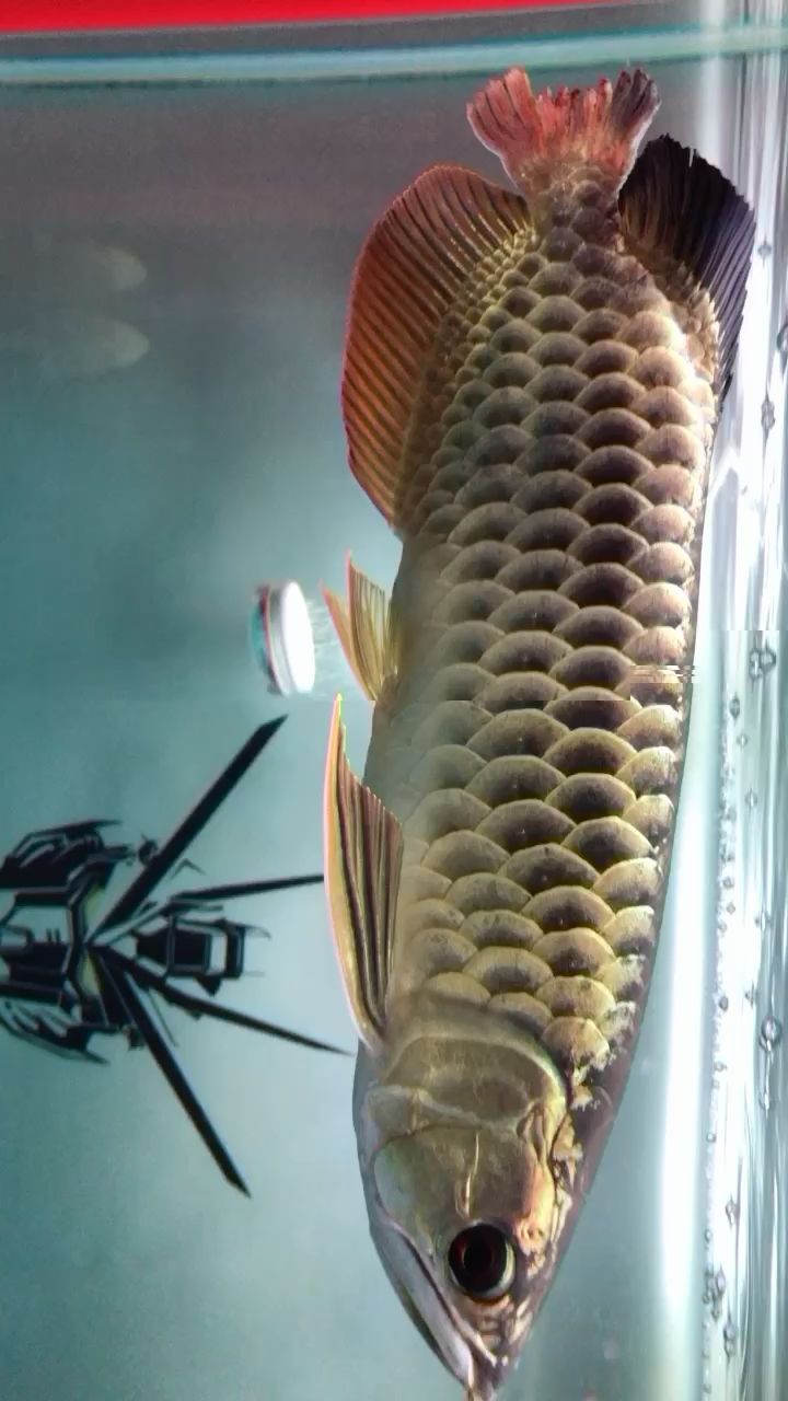 韶關(guān)水族館鬼腳七的斷尾