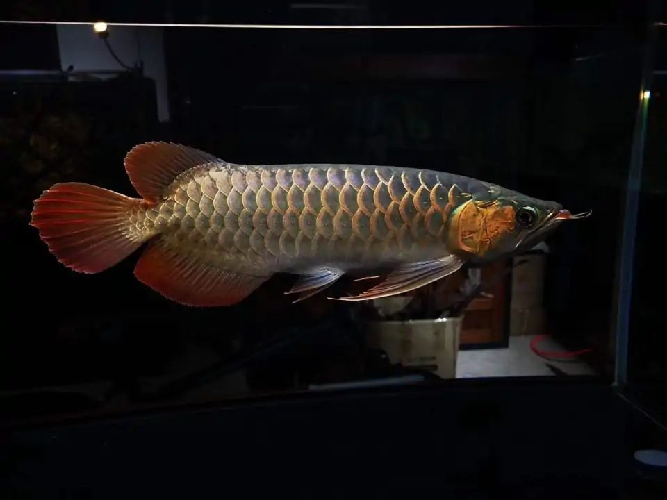 怒江傈僳族自治州水族館連載選龍六大誤區(qū)之關(guān)于紅龍品種問題