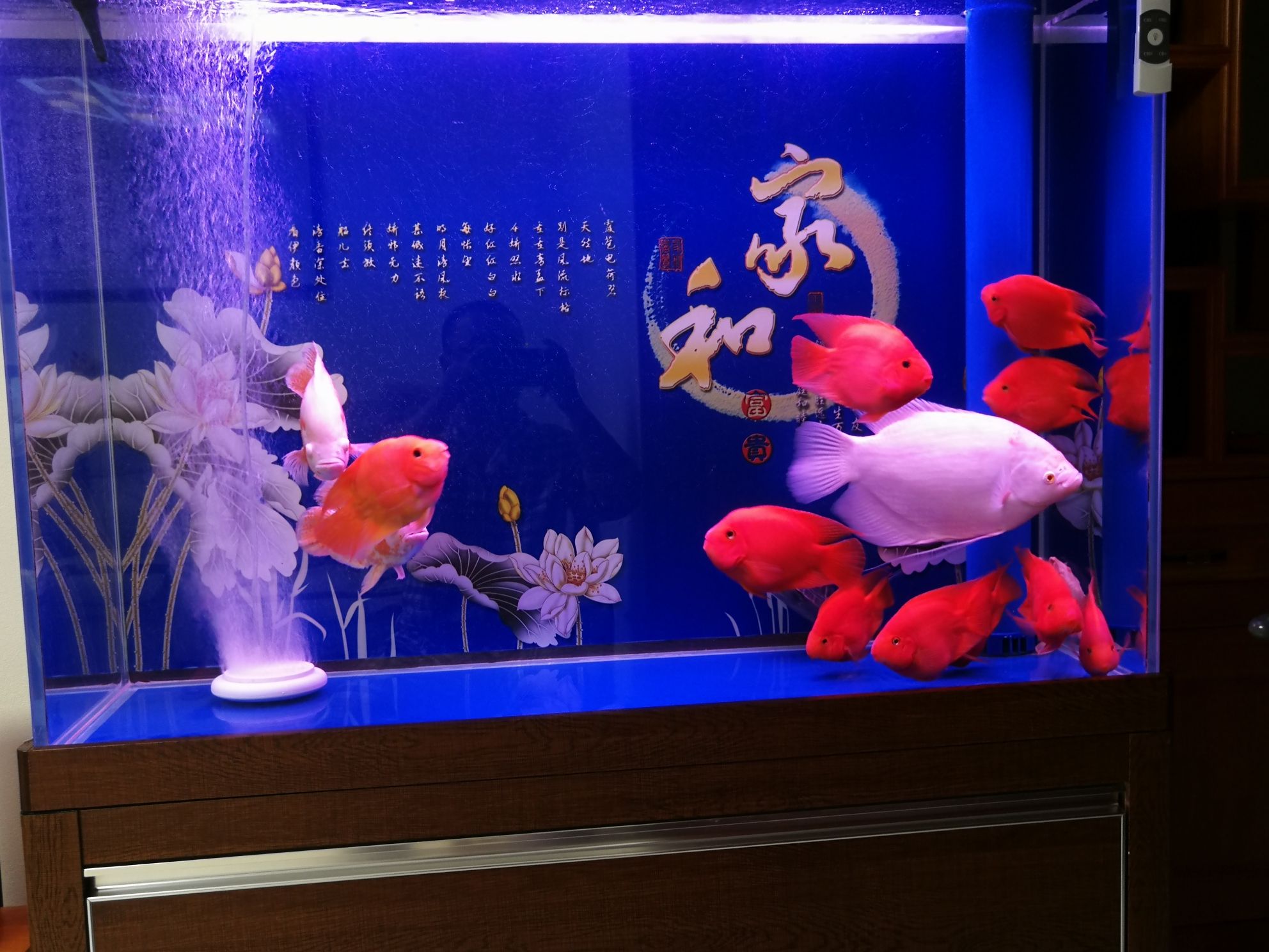 廊坊水族館分享下養(yǎng)魚一年的一點(diǎn)心得