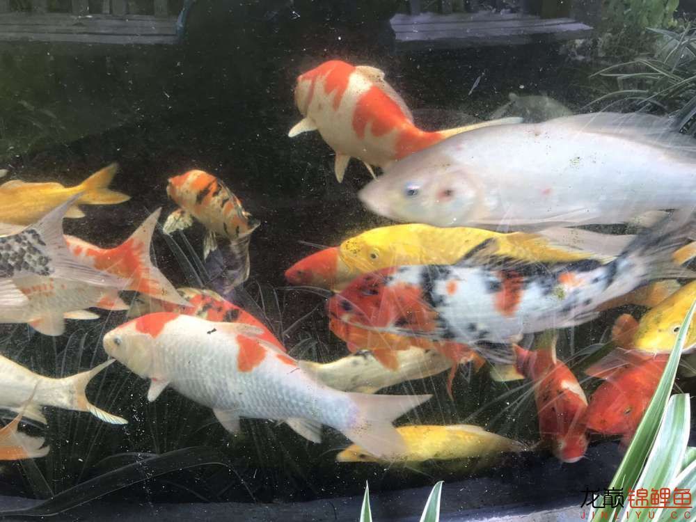 天津觀賞魚市場求助臺風過后魚都開始長黑斑該怎么預防和治療？