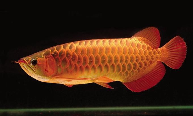 吳忠水族館廠家直銷大蝦仁龍魚紅魚虎魚的最佳美食 虎魚百科 第1張