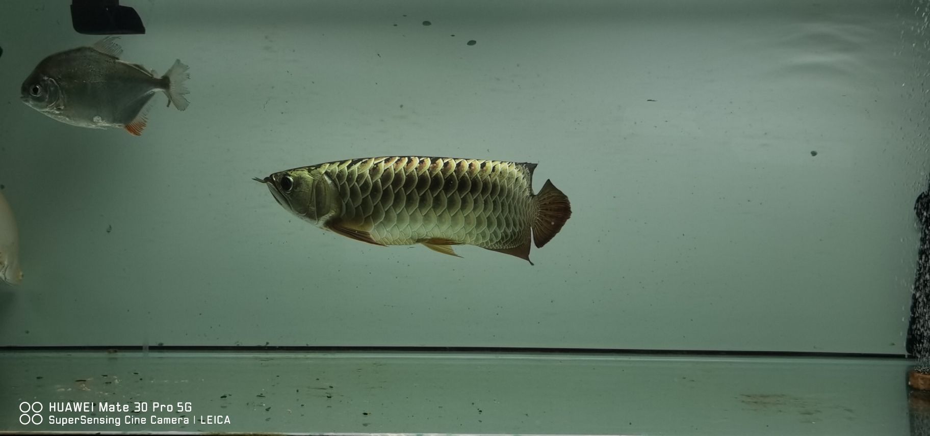 定期交作業(yè) 黃鰭鯧魚 第8張