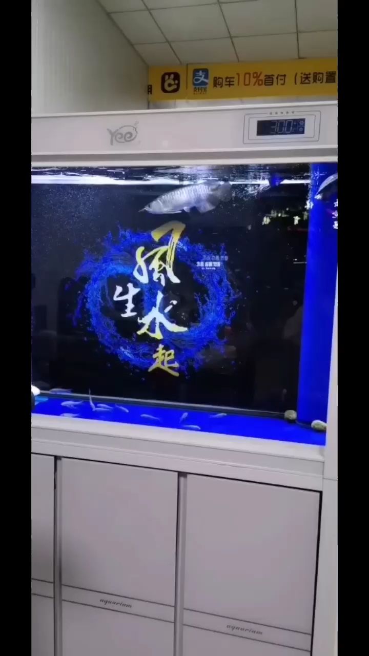 龍魚(yú)亂串