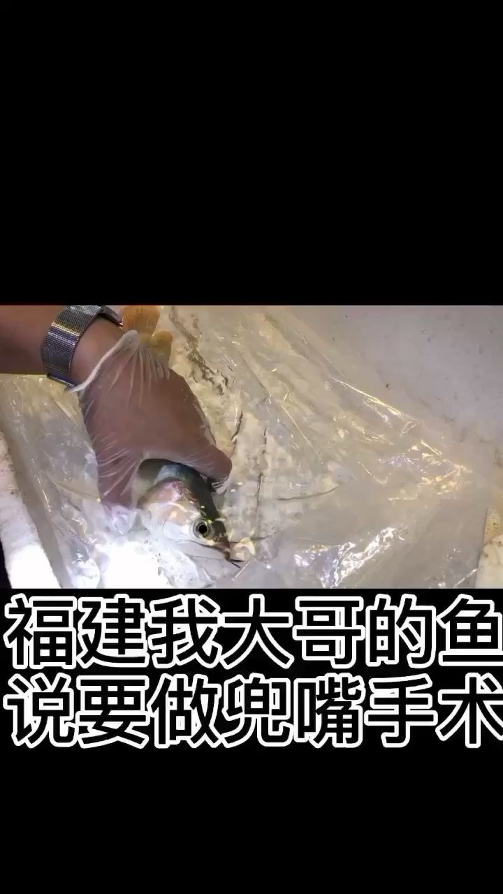 龍魚兜嘴手術(shù)小白請勿模仿 廣州水族批發(fā)市場 第2張