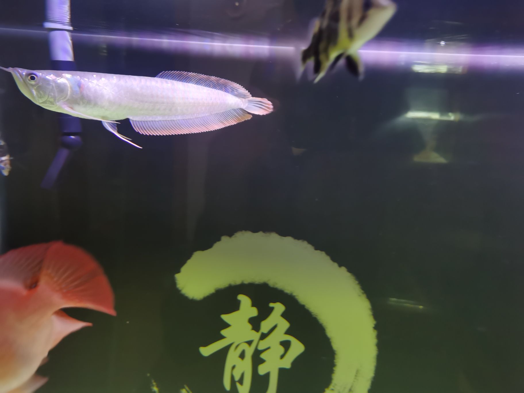 嘉峪關(guān)觀賞魚市場幫忙看一下我這銀龍算不算掉眼 觀賞魚市場（混養(yǎng)魚） 第2張