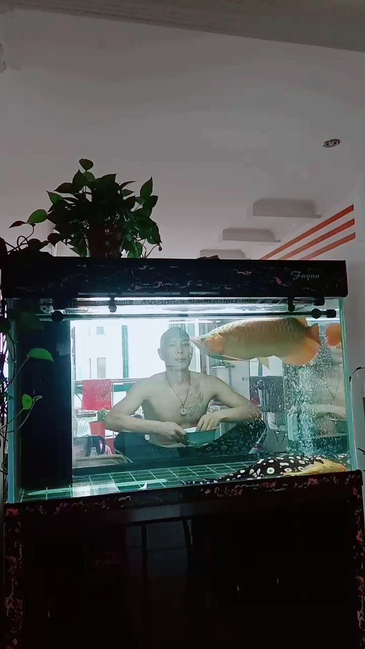 陽泉水族館養(yǎng)龍心得 名貴錦鯉魚 第2張