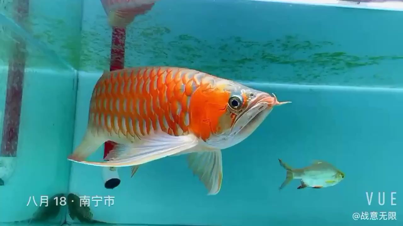 看你一天天好起來(lái)倍感欣慰 巴西亞魚 第2張