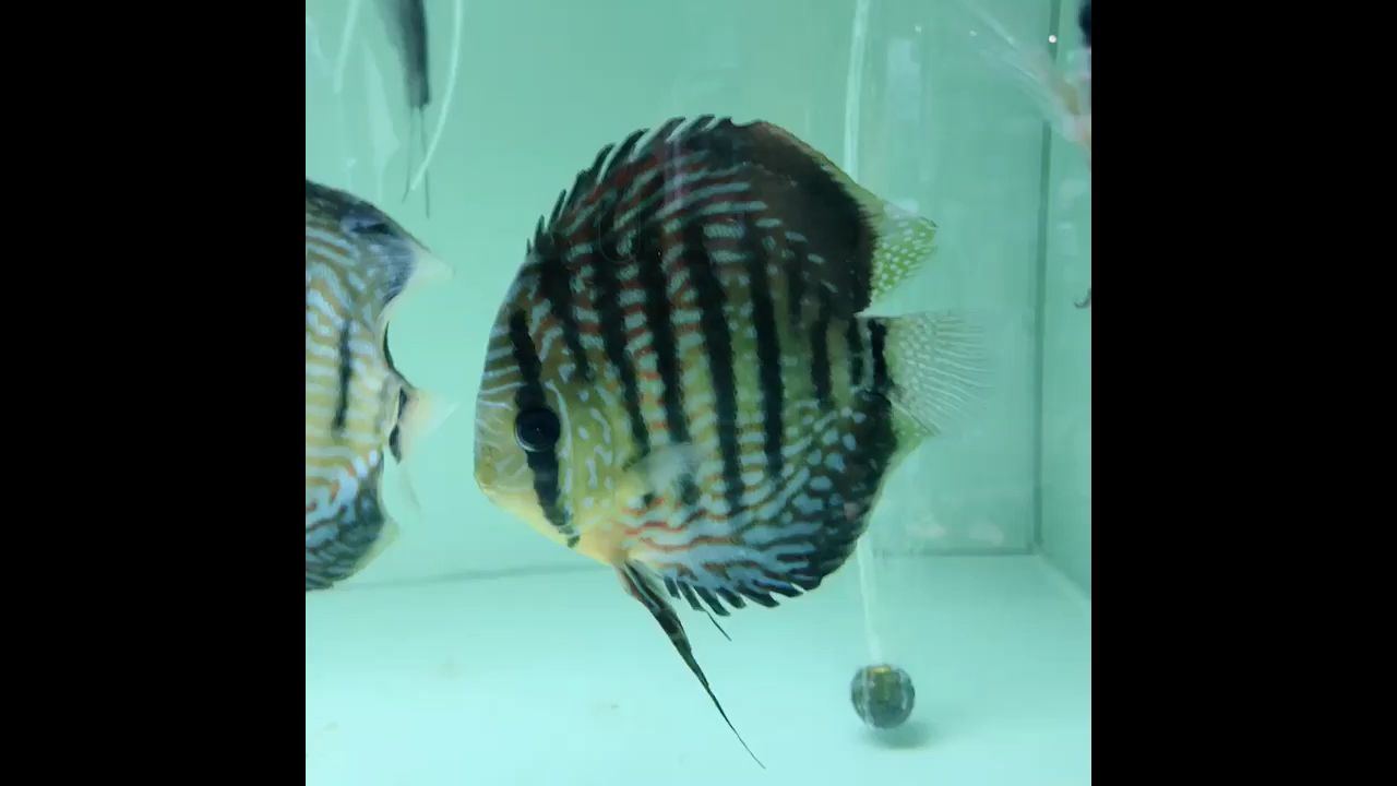 廣州水族館幫我看看這只七彩 紅頭利魚