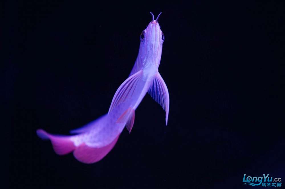 大興安嶺水族館求助:雙小金龍混養(yǎng)打斗散尾苦惱進(jìn)行中 鐵甲武士 第4張