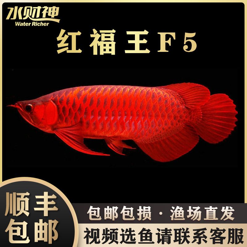 冰淇淋魚