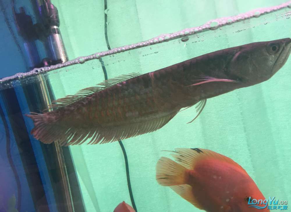 龍魚(yú)和鸚鵡魚(yú)生病求救 鸚鵡魚(yú) 第5張