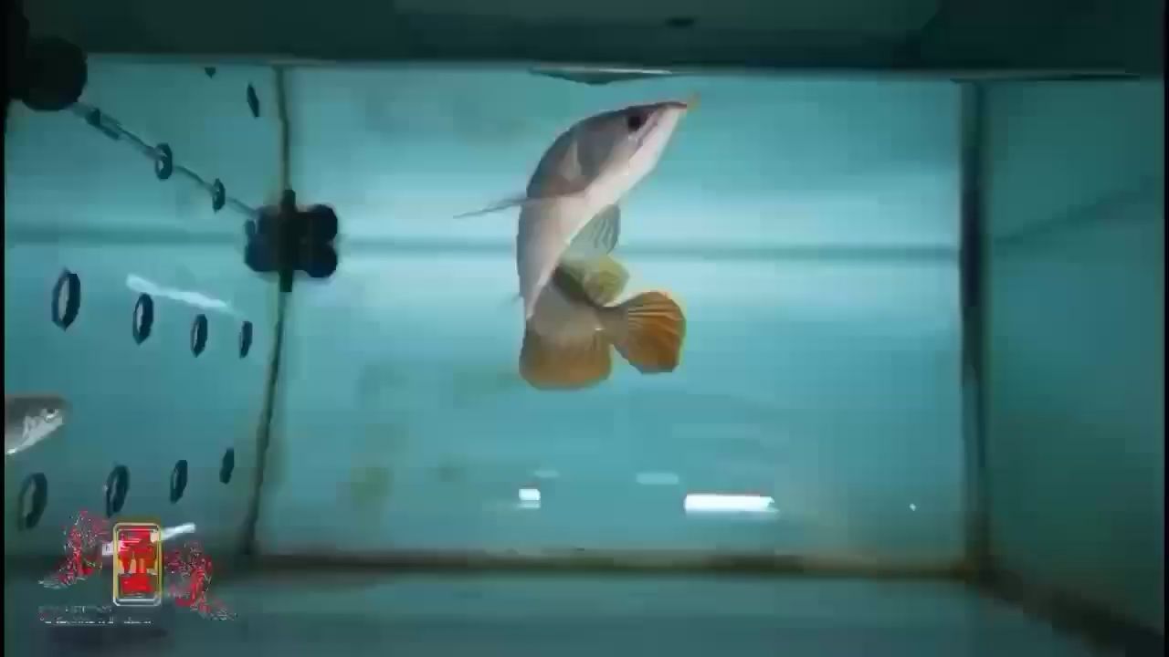 南充水族館皇宮小紅龍25cm級 慈雕魚 第2張