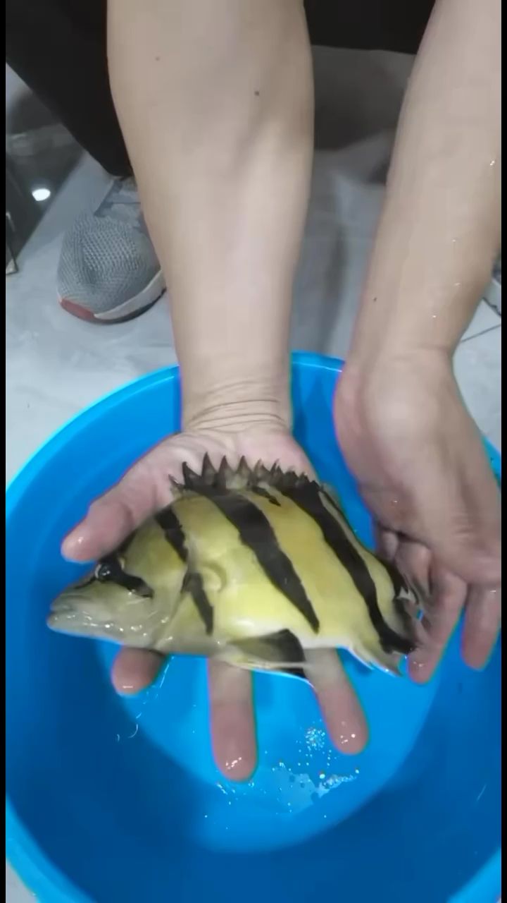 深圳水族館雜七雜八還不是窮