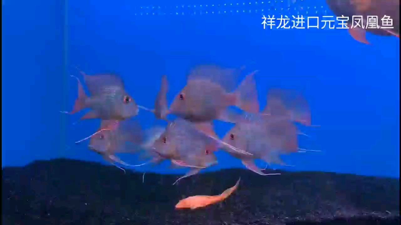 少量進口元寶鳳凰魚