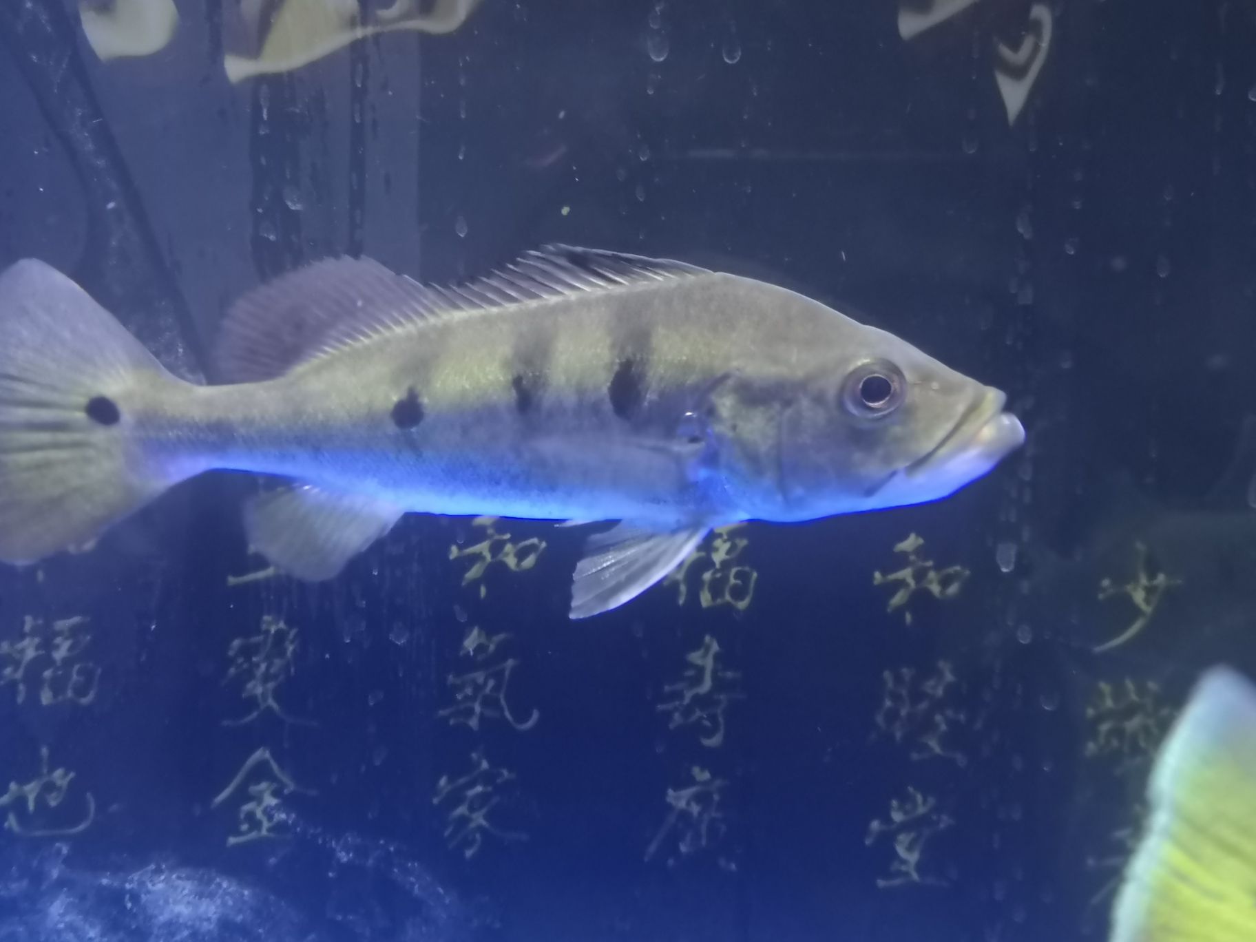 南寧觀賞魚市場來個高手給看看 觀賞魚市場（混養(yǎng)魚） 第4張