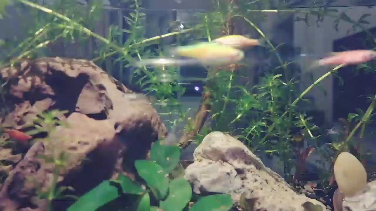 攀枝花水族館草缸 星點(diǎn)金龍魚 第2張