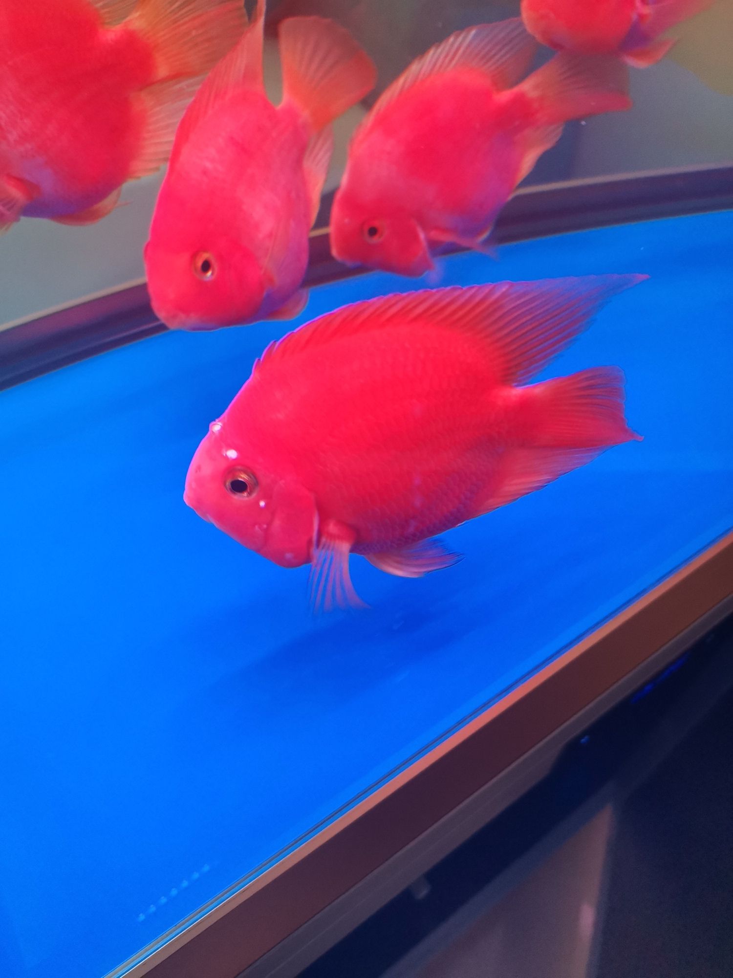 和田水族館大神們幫幫忙 觀賞龜/鱉飼料 第3張