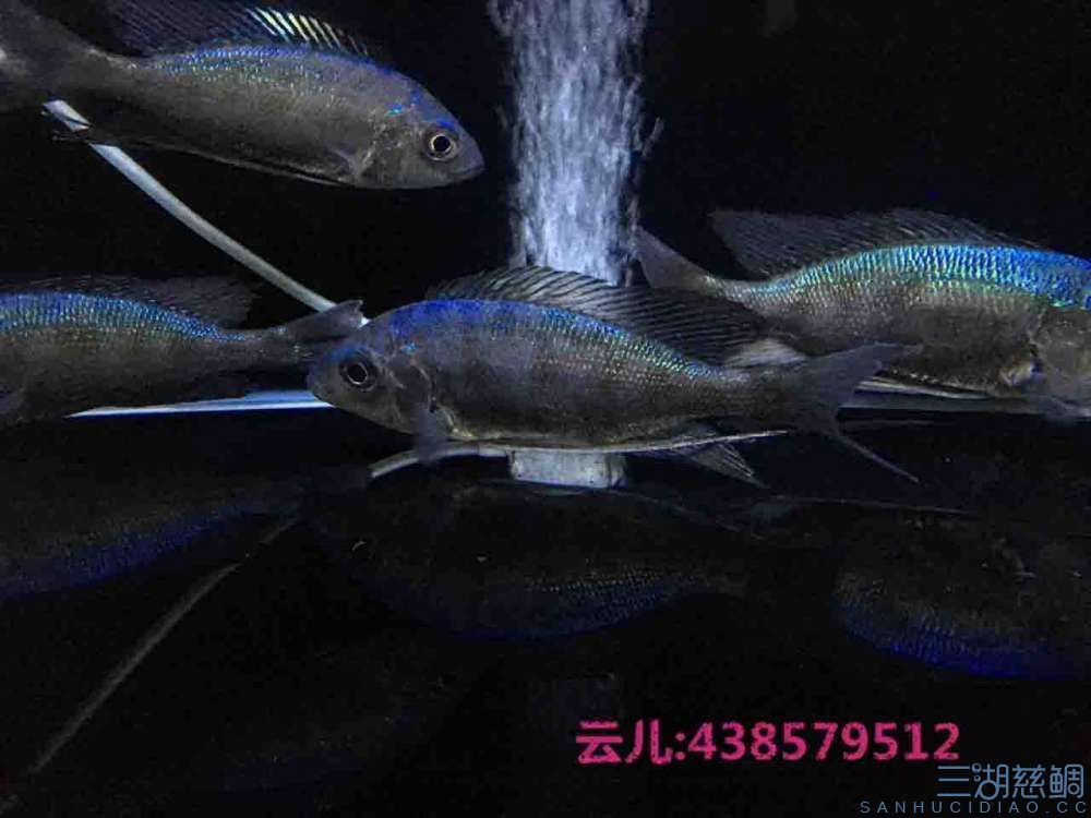 發(fā)點大家喜歡的東西快來圍觀 白子關刀魚 第9張