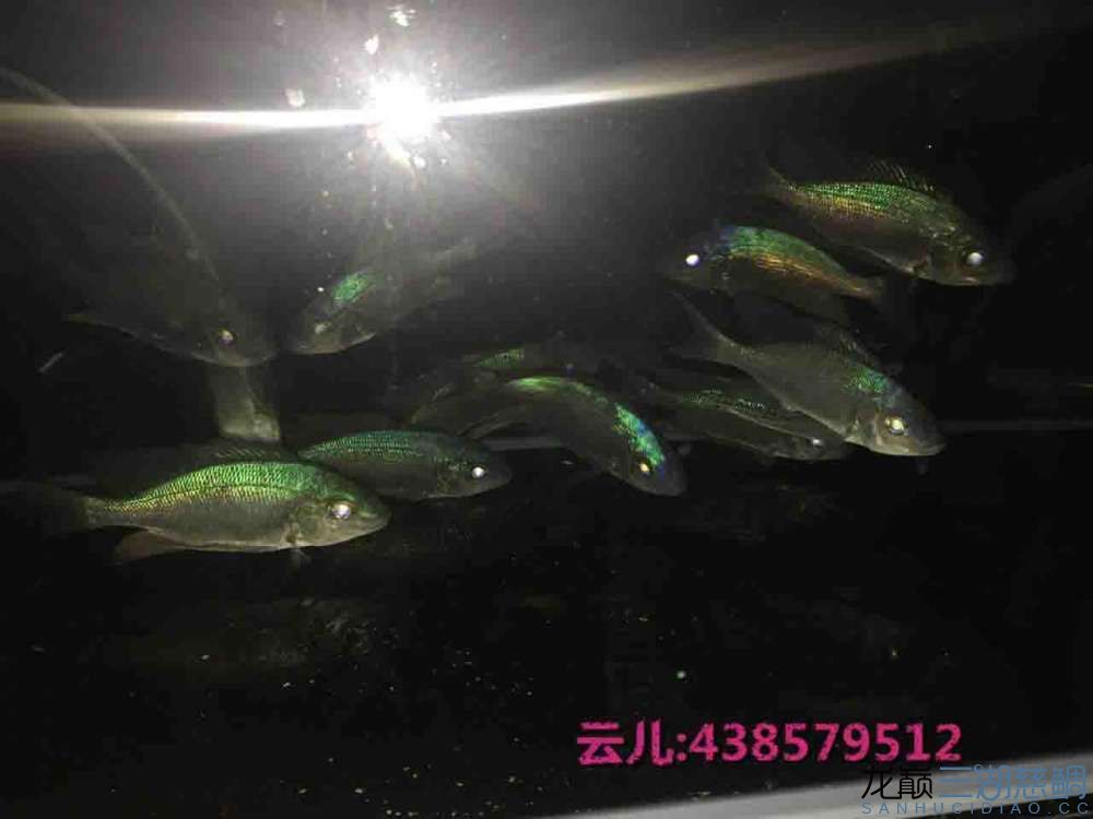 發(fā)點大家喜歡的東西快來圍觀 白子關刀魚 第12張