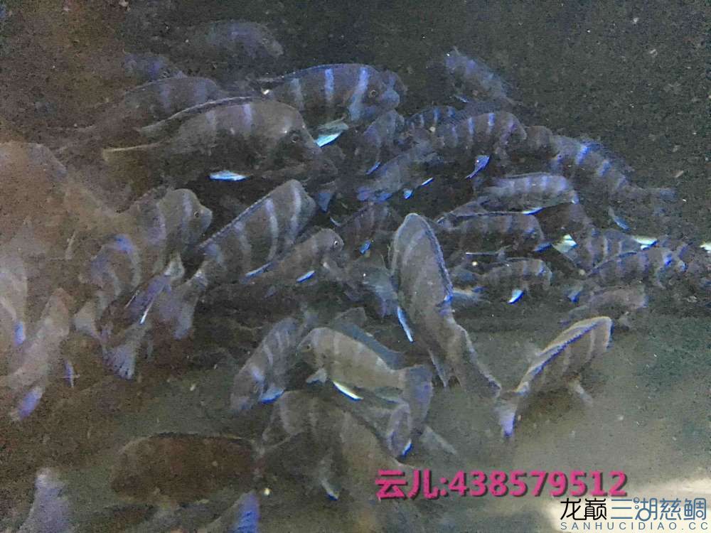 發(fā)點大家喜歡的東西快來圍觀 白子關刀魚 第13張