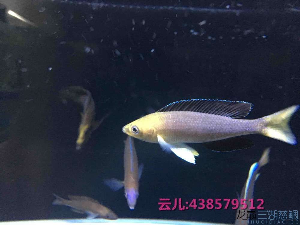 發(fā)點大家喜歡的東西快來圍觀 白子關刀魚 第18張