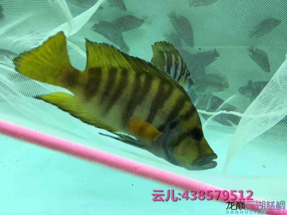 發(fā)點大家喜歡的東西快來圍觀 白子關刀魚 第20張